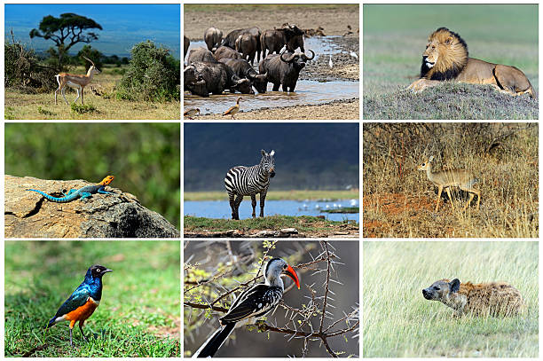 African wild animals African wild animals safari collage, large group of fauna lake nakuru national park stock pictures, royalty-free photos & images