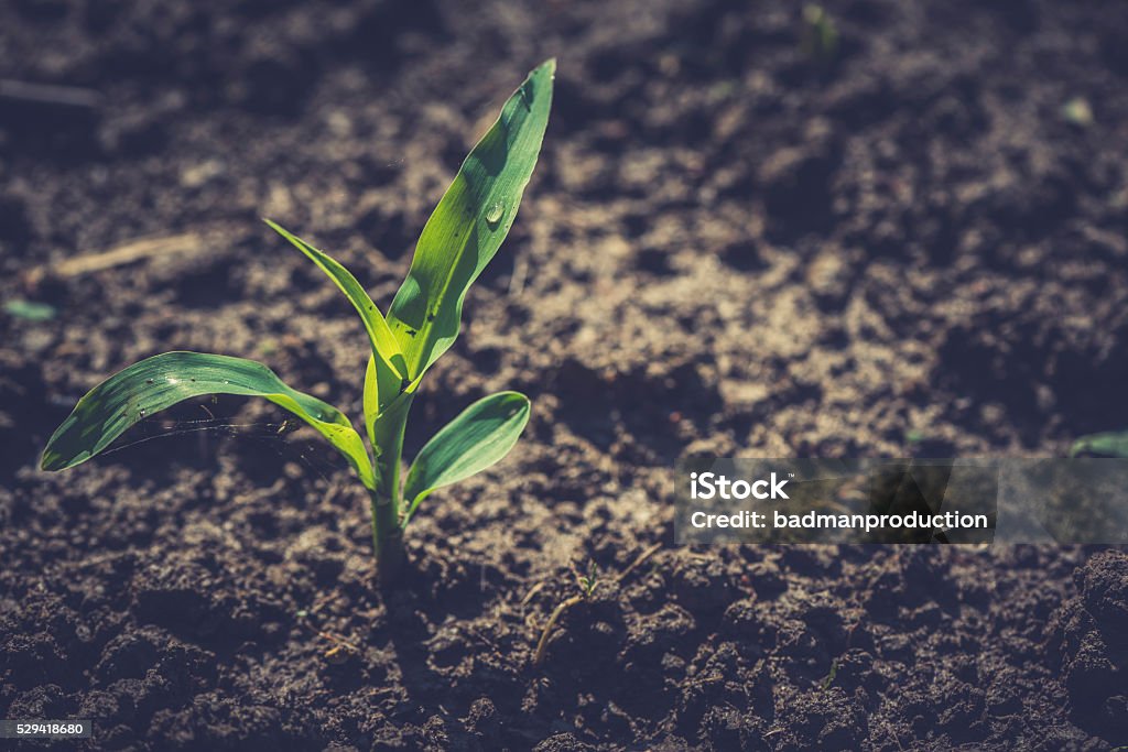 Plant of young corn Close up to plant of young corn,selective focus and blank space Corn - Crop Stock Photo