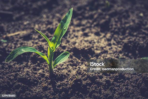 Plant Of Young Corn Stock Photo - Download Image Now - Corn - Crop, Seedling, New Life