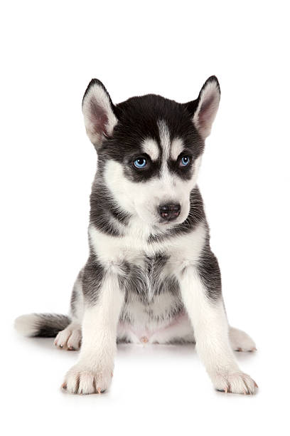 istock Purebred Siberian Husky puppy 529419062