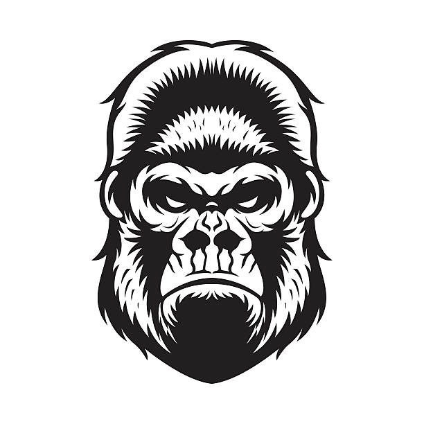goryl głowa bw - gorilla zoo animal silverback gorilla stock illustrations