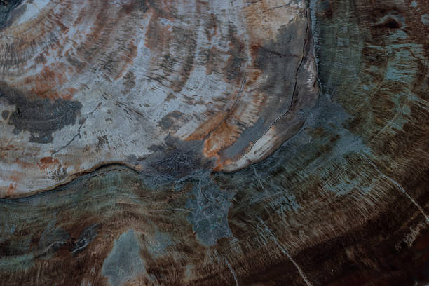 istock background and texture of fossil wood 529419266