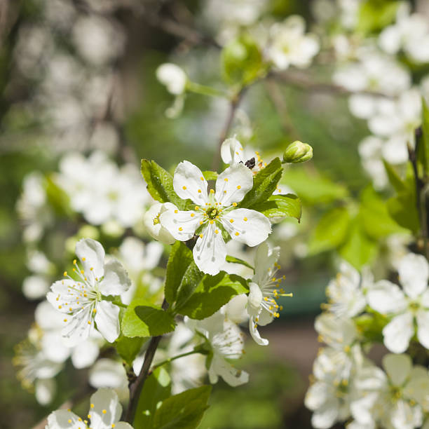 istock Blossom of cherry tree with bokeh background close-up, selective focus 529419480