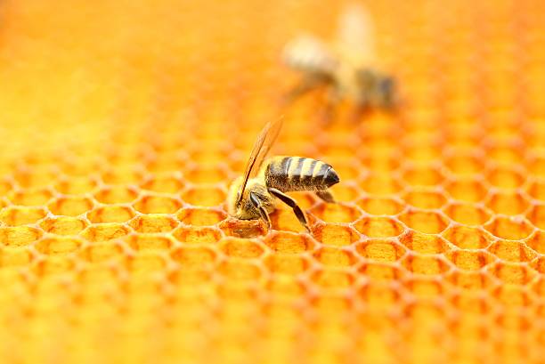 Honeybee on honeycomb stock photo