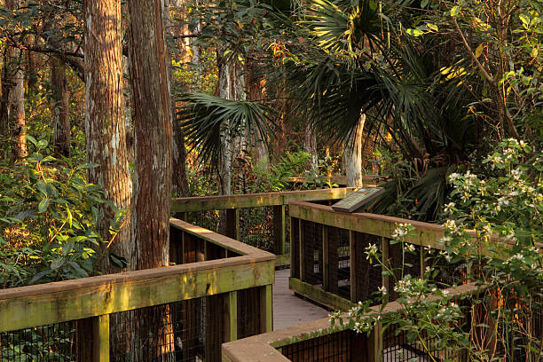 cypress swamp boardwalk - big cypress stock-fotos und bilder