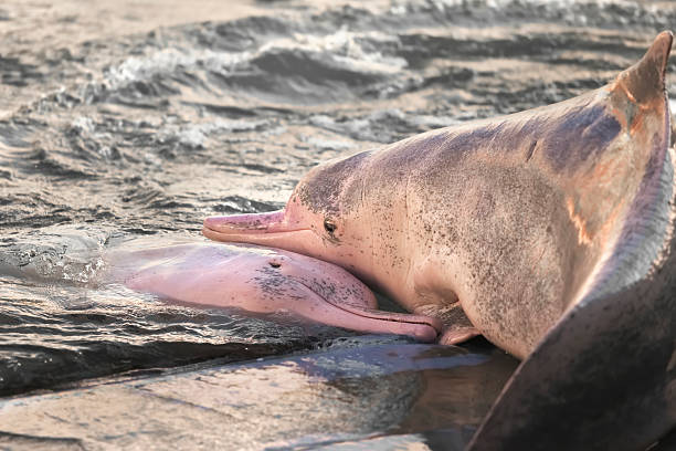 istock Pair of dolphin cuddle each other 529420106