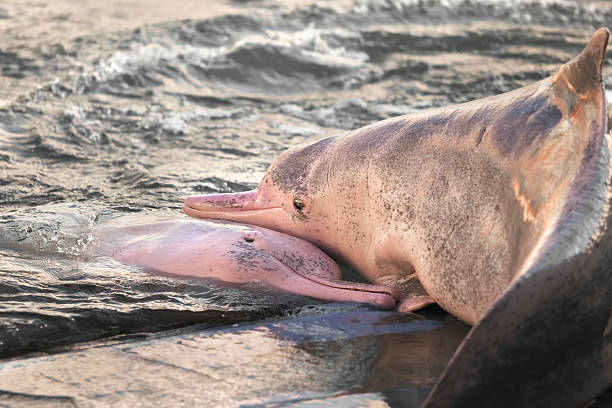 Pair of dolphin cuddle each other Closeup of pair of Chinese white dolphins showing passionate toward each other stranded stock pictures, royalty-free photos & images