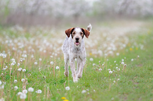 Dog running on the grass field with flowers