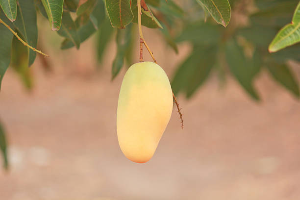 Mango fruits on a tree stock photo