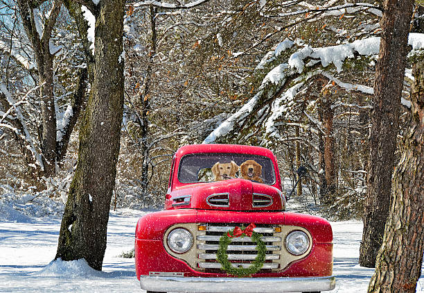 recuperatori camion di natale dorato - christmas red snow humor foto e immagini stock