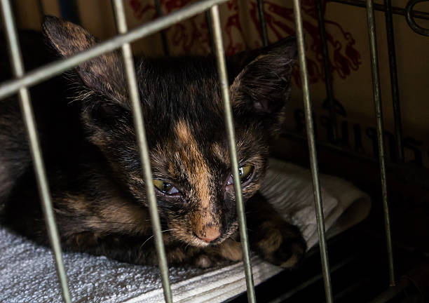 istock kitten looking out from behind the bars of his cage. 529420845