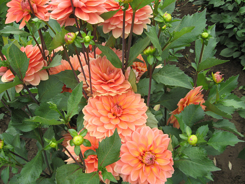 A group of orange Dahlias blooming at a farm in Salem Oregon.