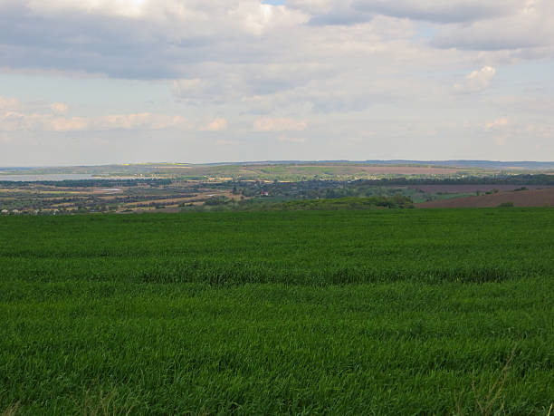 istock Field of young green wheat on spring 529421016