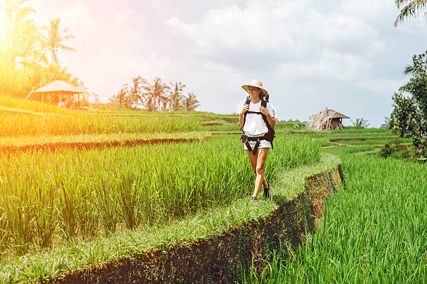 istock Cheerful woman traveling among rice fields 529421058