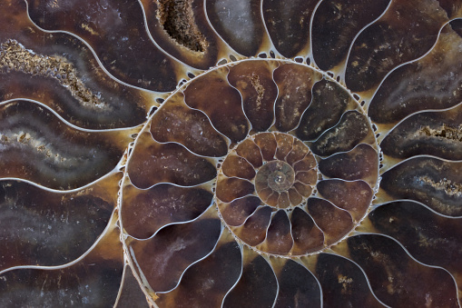 Fósiles macro textura de carcasa photo