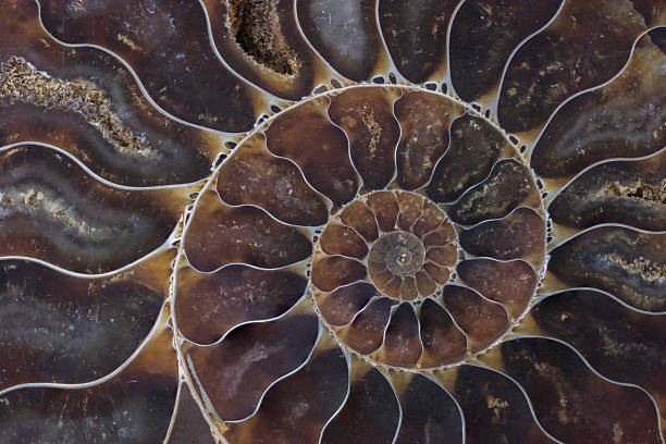 fossil shell macro texture fossil shell macro texture fossil photos stock pictures, royalty-free photos & images