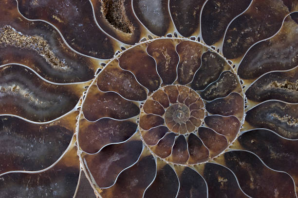 fossil shell macro texture fossil shell macro texture nautilus stock pictures, royalty-free photos & images