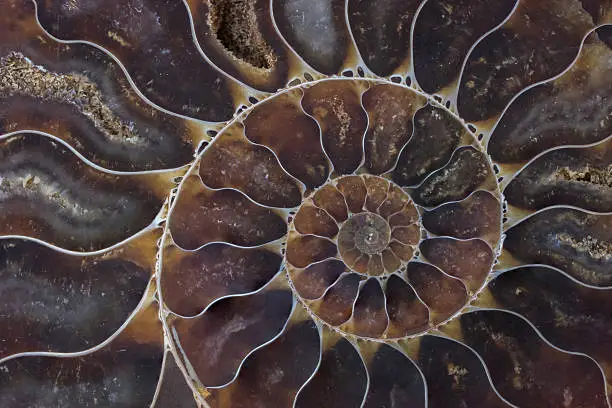 fossil shell macro texture