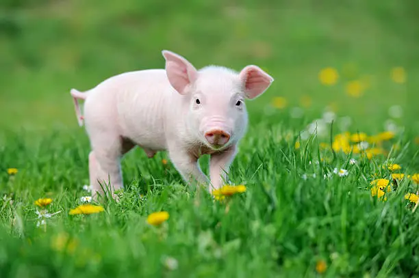 Young funny pig on a spring green grass