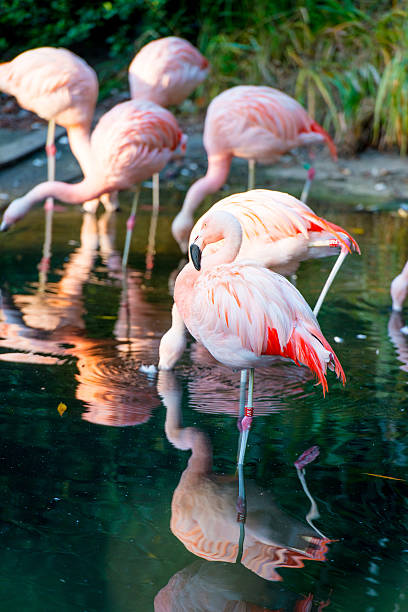 istock flock of pink flamingos 529422201