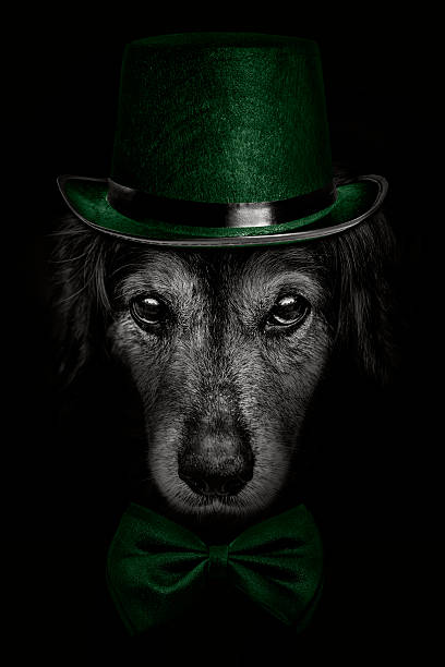 istock dark muzzle spaniel dog in green hat and tie butterfly 529422264
