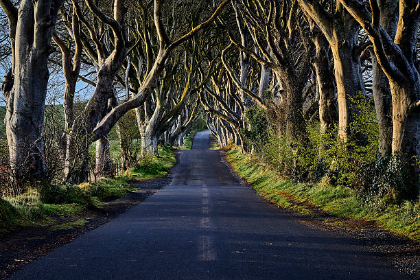 istock The Dark Hedges near Ballymoney 529422364