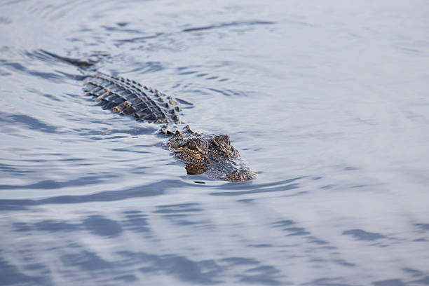 istock American alligator in tropical lake 529422775