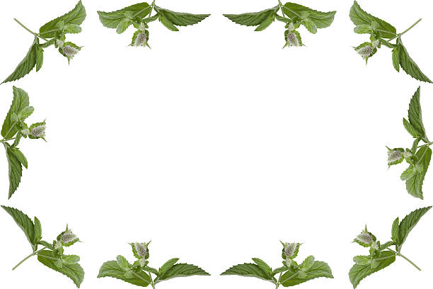 istock simple frame of mint leaves isolated on white background 529422791