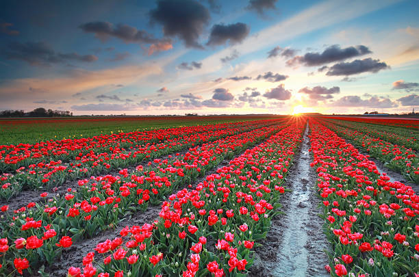 istock sundown over red tulip field in spring 529423302
