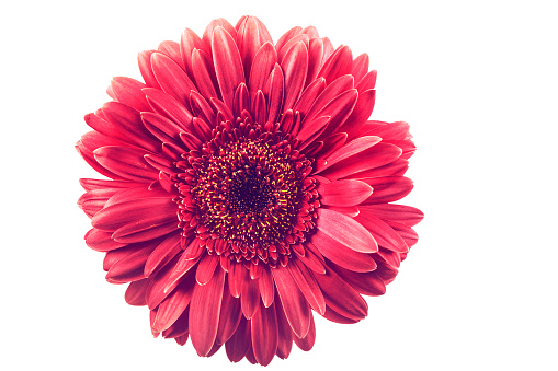 Vintage colorful Gerbera Daisy