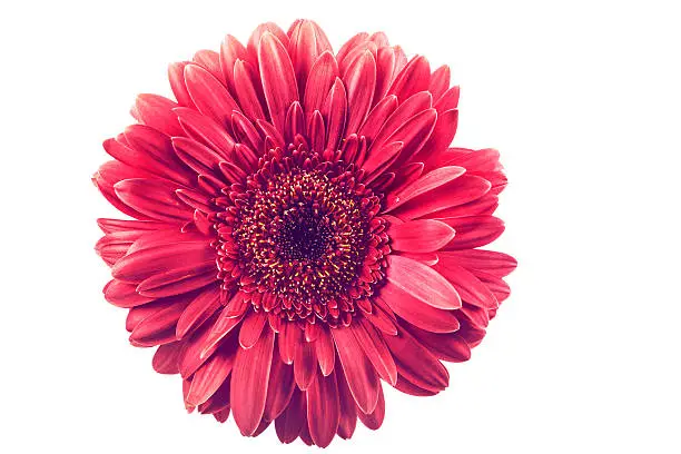 Photo of Vintage colorful Gerbera Daisy