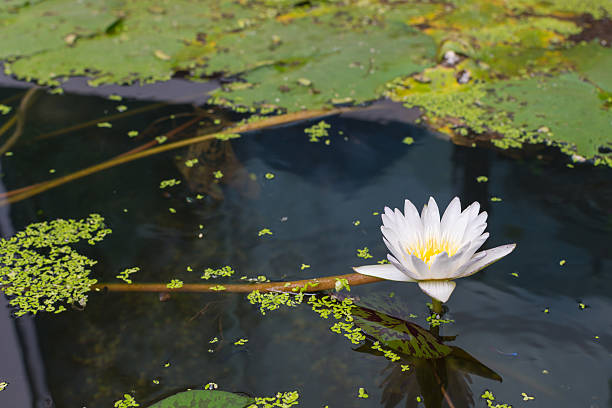 istock Lotus flower white color 529425204