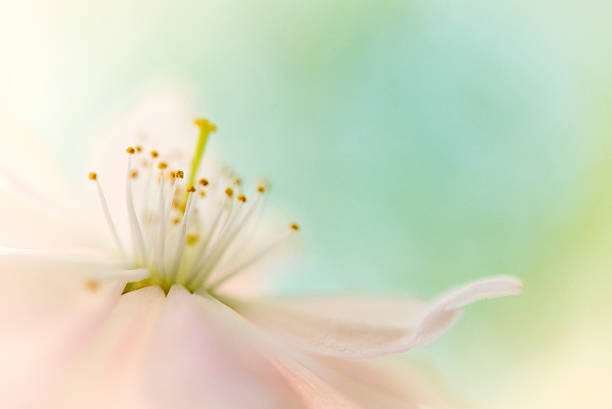istock cherry blossom with pastel green background 529426196