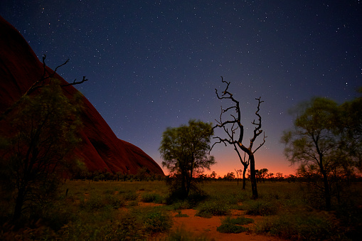 Northern Territory, Australia - March 31, 2016: Pre-dawn at Uluru, and the countless stars overhead gently illuminate a small group of dead eucalypt trees (also known as gumtrees) at the base of the great monolith.