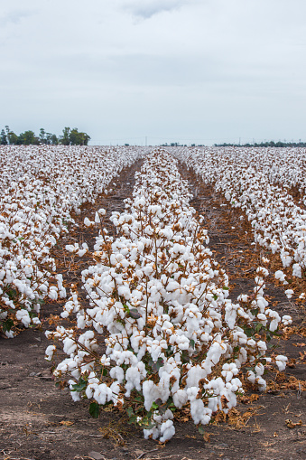 Cotton fields ready for harvesting in Oakey, Queensland