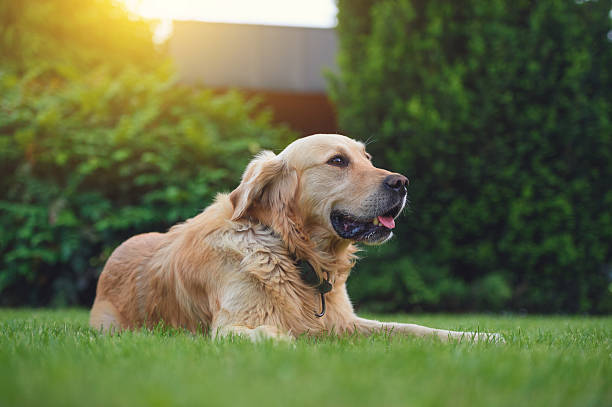 istock Beautiful Golden retriever 529427252