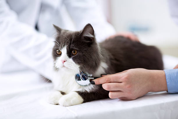 veterinario examinar una mascota - vet domestic cat veterinary medicine stethoscope fotografías e imágenes de stock