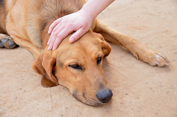 petting a stray dog person hand stroking a dog abandoned and sick stroke illness stock pictures, royalty-free photos & images