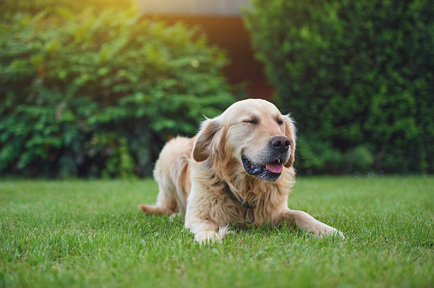 istock Golden retriever with his eyes closed 529428444