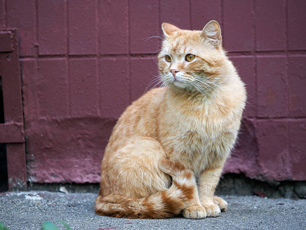 istock Auburn street cat 529428476