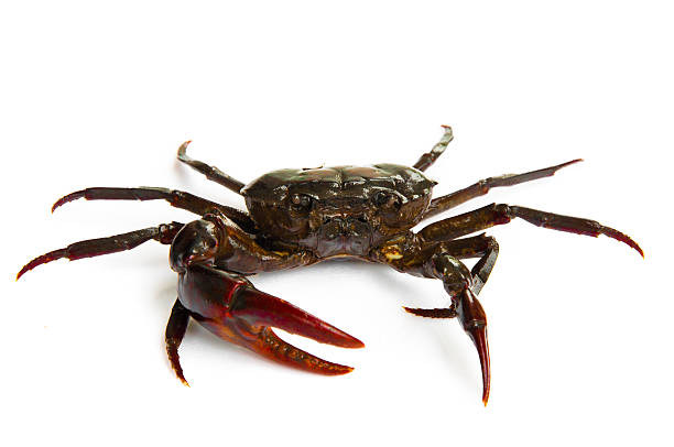 istock living freshwater crab on a white background 529434443