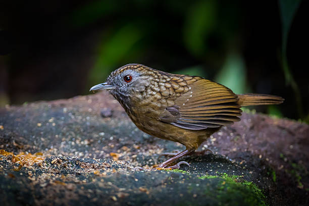 스트릭트 굴뚝새 꼬리치레 (napothera brevicaudata) - jungle babbler 뉴스 사진 이미지