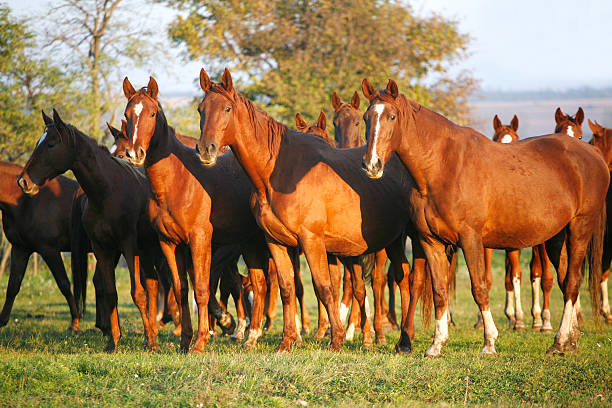istock Horses On A Summer Pasture When The Sun Goes Down 529435947