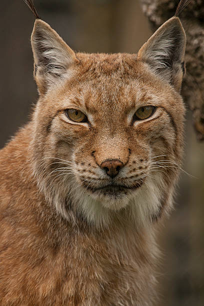 istock Portrait of a lynx. 529436473