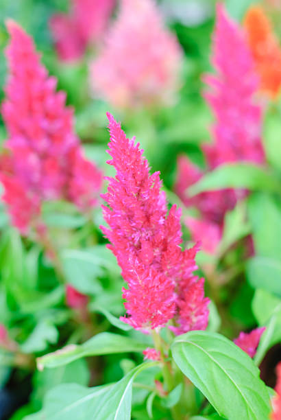 istock Plumped Celosia Flower In The Garden 529436615