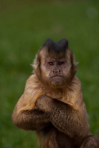The Tufted capuchin has his arms together.