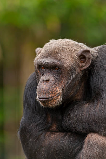 istock Portrait of a chimpanzee. 529437663