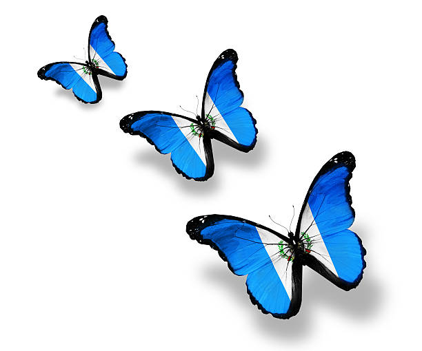 istock Three Guatemala flag butterflies, isolated on white 529437747