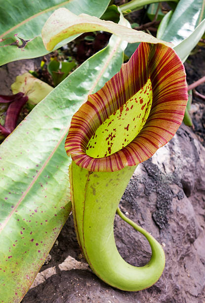 istock Carnivorous Pitcher Plant at a Botanical Garden 529438313