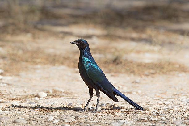 istock Burchell's glossy Starling stood on stony ground 529438471